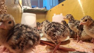 Heyvanlar: 🥚 Damazlıq yumurta 2.50 🐥 Sağlam və aktiv balalar 7.50 manat ✅ Güclü — 9