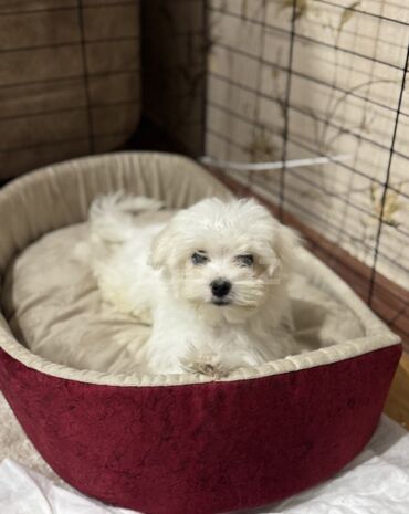 переноска для кошек баку: Sultepe