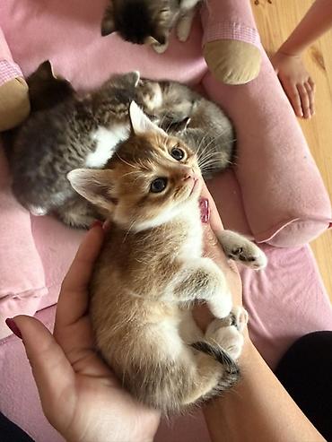 heyvanlara verilən adlar: Ana gold chinchila (long hair) Ata british shorthair 1ay yarimliq — 6