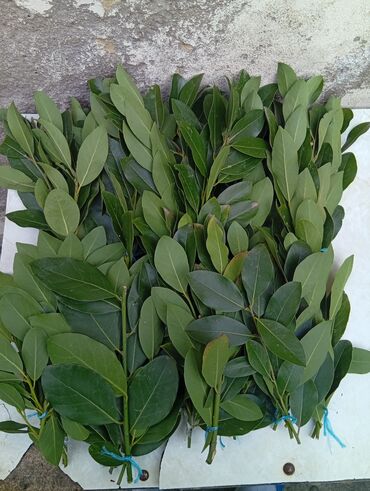 alma sirkəsinin faydaları: Məhsul: Dəfnə yarpağı (Laurus nobilis) İsmayilli rayon, öz