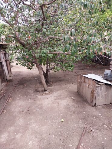 Torpaq sahələrinin satışı: 65 sot, Tikinti, Makler, Kupça (Çıxarış) — 9