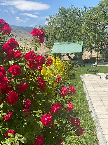 Иссык-Куль 2026: Номер, Аист Тамга — 2