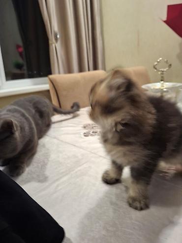 Pişiklər: Sfinks — 12