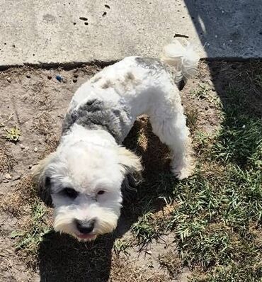 Psi: Maltipoo štenci MALTIPOO štenci izuzetnog kvaliteta i izgleda, veoma — 10