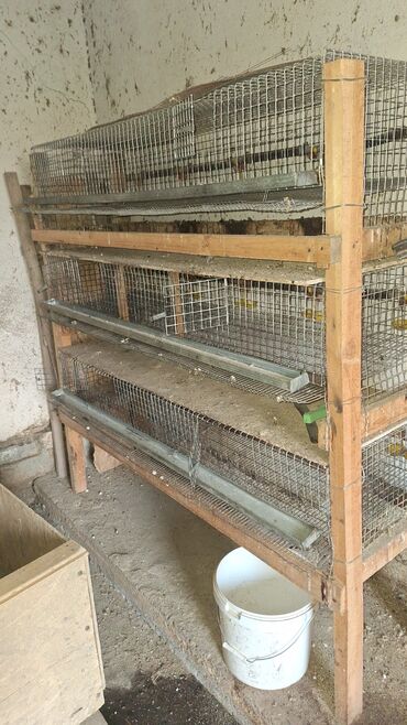 тавро для животных купить: Продаю клетку для перепелов-несушек. размеры клетки ширина 45 см