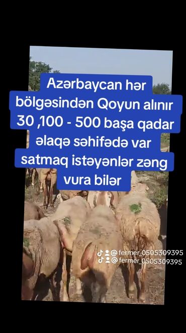 qurbanliq qoyun qiymetleri: Dişi, il: 1