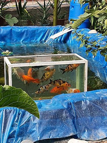 Рыбы: Рыба карп кои японские декоративный разне цветле размер7-10см до 35см — 2