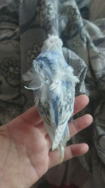 Tutuquşları: Yaponiclər cüt 50-60-70 azn — 8