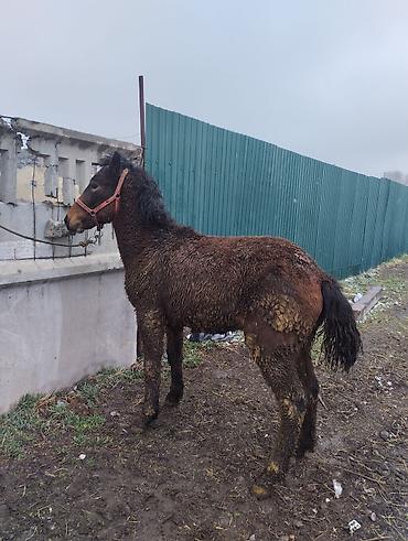 Лошади, кони: Продаю | Жеребец | Полукровка | Рабочий | Племенные — 6