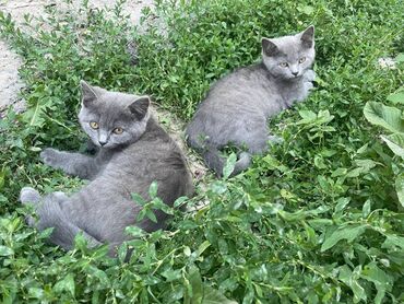 британская золотая шиншилла: Скотиш Страйт (Шотландиялык тик кулактуу), 3 айлык, Эркек, Көгүлтүр