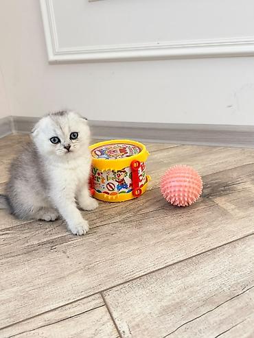 chi su: Шотландские вислоухие котята (скоттиш-фолд) серебристая шиншилла с — 1
