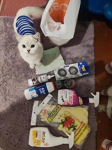 Мышыктар: Очаровательные котята скоттиш-страйт🐾 С Питомника! Возраст: 1-2-3 — 2
