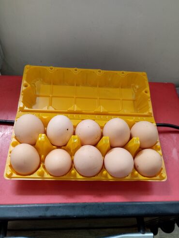 яйцо инкубационный: Прадаю яйца несушек