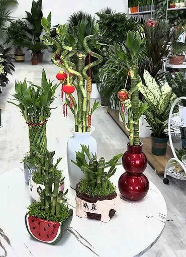 куплю цветы домашние: Комнатные растения в горшках - Бальзамины (Impatiens) — компактные — 8
