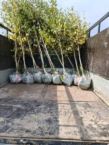 Декоративные деревья: Саженцы деревьев: Туи — 3