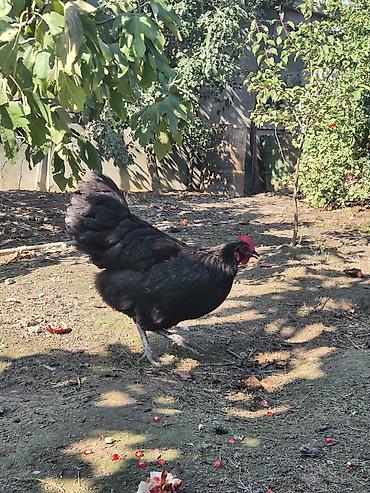Toyuq, Australorp, Damazlıq