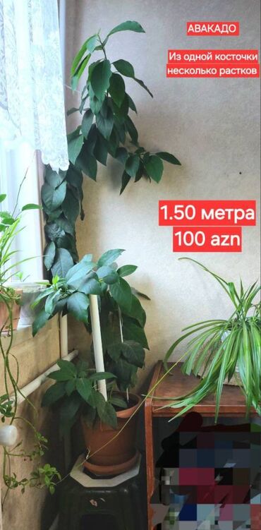 ağac gülləri: 🌱 Авакадо. Красивые деревья из косточки, были посажены дома около 5-ти