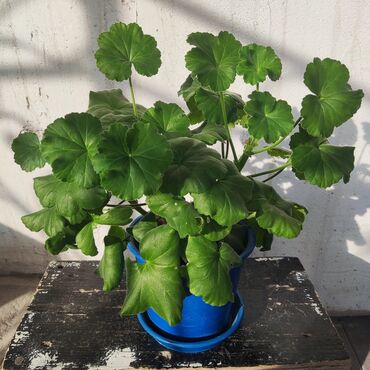 Драцены и Сансевиерии: Домашние и комнатные цветы в горшках. Герань, Алоэ, долларовое дерево — 8