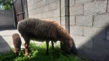 стрижка овец сокулук: Продаю | Овца (самка) | Полукровка | Ягнившаяся