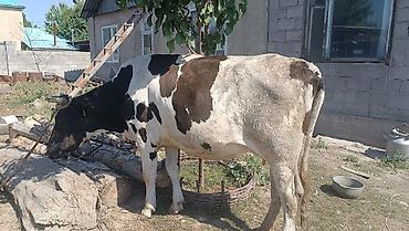 dojki 228: Продаю | Корова (самка) — 2