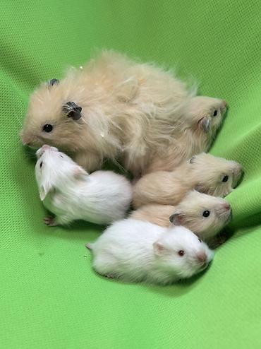 Хомяки: Продаются хомячки джунгарские, сирийские, ангорские пушистые хомячки — 14