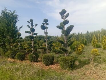 Ağaclar: Her növ ağaclar ve dekarativ ağaclar çox ucuz ve qarantili gubresiz — 23