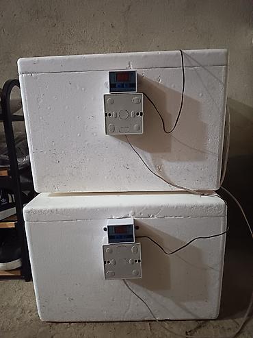 inkubator cucesi: Bütün növ quşlar üçün — 1