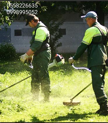 стрижка растений: Услуги по стрижке живых изгородей и декоративной обрезке кустарников — 5