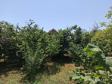 Bağ evlərinin satışı: Nabranda çox qözel menzerede hem denize yaxın hemde meşenin kenarında — 6