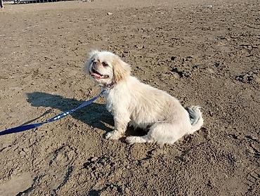 ev itləri satışı: Pekines, 8 ay, Dişi, Peyvəndli, Ünvandan götürmə — 5