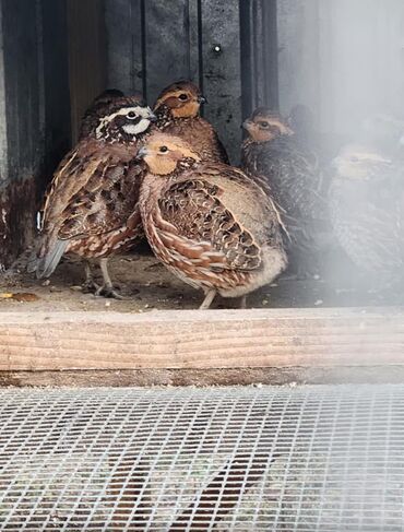 машины на продажу бишкек: Продаю | Петух, Куры