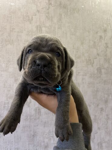 İtlər: Kane-Korso, 2 ay, Erkek, Sənədli, Pulsuz çatdırılma, Ödənişli çatdırılma — 22