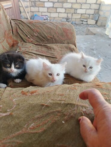 pişik ucuz: Erkək, Yaxşı əllərə