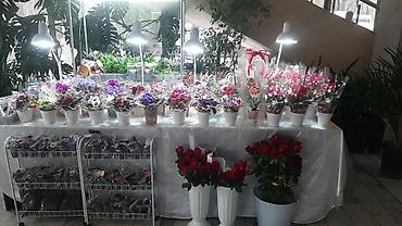 Фиалки и глоксинии: Выстака-ярмарка цветов, приходите за подарками для милых дам!!! — 1