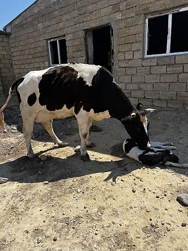 simmental inək cinsi: Satılır qara-ağ rəngli inək və yanında yeni doğulmuş buzov. Şəkillərdə — 1