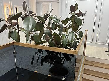 земля для: Фикус эластика (Ficus elastica) в напольном кашпо. - Крупномер с — 2