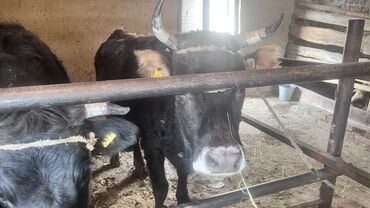 Коровы, быки: Продаю | Корова (самка) | Для разведения | Привязанные — 3