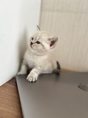 Pişiklər: Şinşilla -da lalafo.az — 6 Pişiklər: Şinşilla — 6