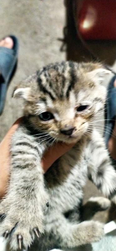 манчкин коты: Котёнок, тигровый окрас (серо-коричневые полосы), короткая плюшевая — 1