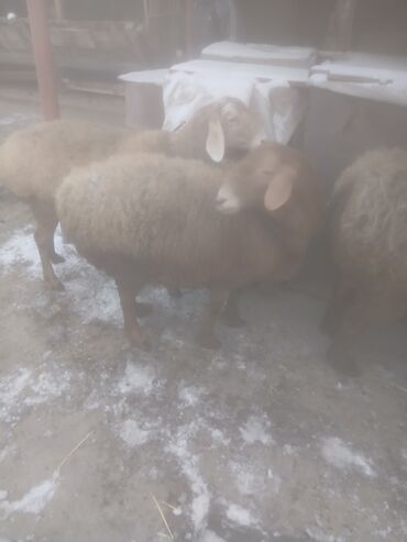 Бараны, овцы: Продаю | Овца (самка) | Для разведения | Матка — 6