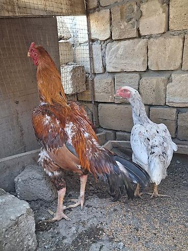 xoruz heyratı: Salam xoruz tek satilir sonu 60azn qani Turk Patel real alicilar — 9