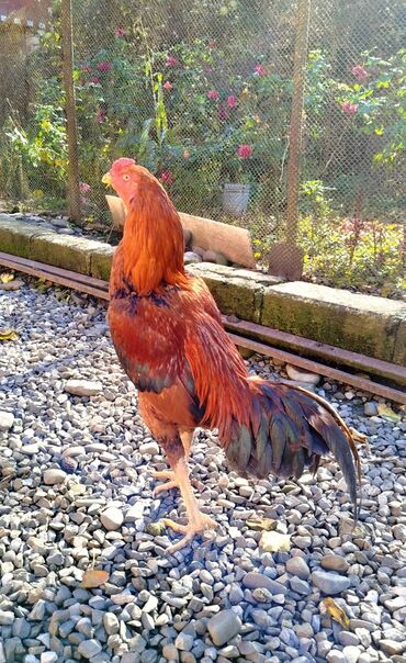 Xoruzlar: Salam Heyratı beçə 80 Heyratı sarıfete Fotoşəkillər Samsung Galaxy A7 — 9