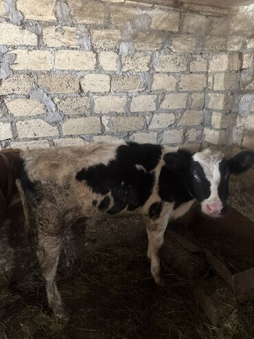 Inəklər, öküzlər: Inəklər öz qapimizin heyvnalradir saf qan simental balalari ilə — 4