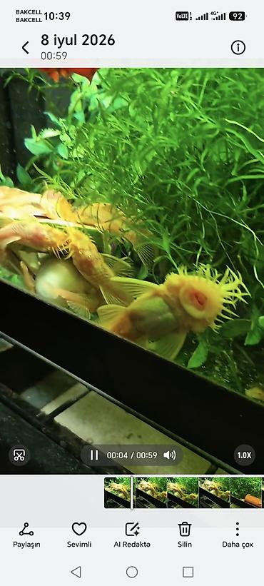 akva: Akvaryum üçün “Albino Pleco” (Ancistrus) balıqları - Növ: Albino — 1