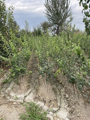 уголь каракече бешсары шабыркуль каражыра доставка бишкек купить фото: Алмалар Дүңүнөн