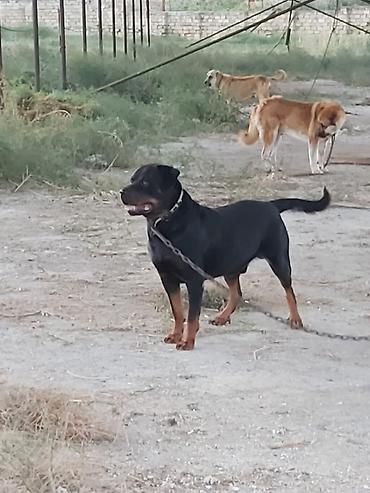 kanqal itleri: Rotveyler, 2 il, Erkək, Peyvəndli, Rayonlara çatdırılma — 9