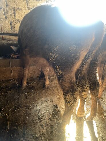 Коровы, быки: Продаю | Музоо, торпок | Полукровка | На откорм | Привязанные — 9