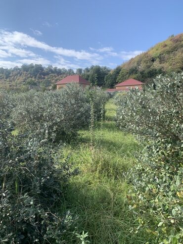 Torpaq sahələrinin satışı: 70 sot, Kənd təsərrüfatı, Bələdiyyə, Texniki pasport — 14