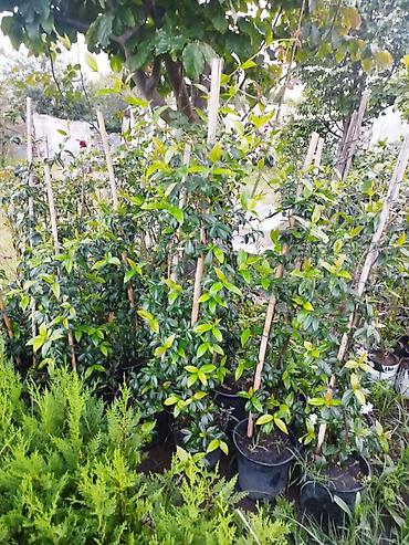 sitili: Məhsul: Dırmaşan yasəmən (jasmine) fidanları – qara plastik — 1