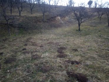 Prodaja zemljišta: Prodajem ili bih menjao tri vezana placa u Loznici od 30 ari sa — 4